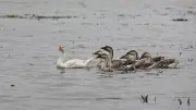 সুনামগঞ্জের হাওরে হাঁসের দলের মনোমুগ্ধকর দৃশ্য