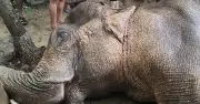 টেকনাফে পাহাড় থেকে পড়ে আহত মা হাতির মৃত্যু
