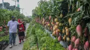সবুজের মেলা: জাতীয় বৃক্ষমেলা ২০২৬ এ দর্শনার্থীদের ভিড়