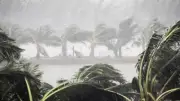 প্রধানমন্ত্রীর নির্দেশ: বন্য হাতির দ্রুত চিকিৎসার উদ্যোগ নিন