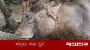 প্রধানমন্ত্রীর নির্দেশ: আহত বন্য হাতির দ্রুত চিকিৎসা নিশ্চিত করুন
