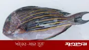 পটুয়াখালীর কুয়াকাটায় গভীর সাগরে ধরা পড়ল বিরল প্রজাতির ‘সুন্দরী মাছ’
