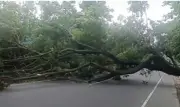 গাছ কেটে বিক্ষোভ: সওজের মামলায় গ্রেপ্তার ২, আসামি ৮০