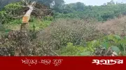 ফটিকছড়িতে রাবার বাগান কর্তৃপক্ষের বিরুদ্ধে শতাধিক ফলের গাছ কাটার অভিযোগ