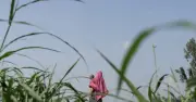 কুড়িগ্রামের চরে মৃত সন্তান প্রসব: স্বাস্থ্য বাজেট বাড়লেও অপর্যাপ্ত