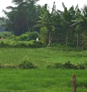 জয়পুরহাট সীমান্তে নিখোঁজ তিনজন: বিজিবি-বিএসএফের বক্তব্যে ভিন্নতা