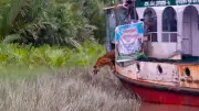 সুন্দরবনে ফিরলো চিকিৎসা শেষে সেই বাঘিনী