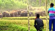 বন্যহাতির খাদ্যভান্ডার গড়ে না ওঠায় বিপাকে পাহাড়ি গ্রামবাসী