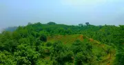 টেকনাফে পাহাড় থেকে পড়ে বন্য মা হাতি গুরুতর আহত