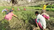 বাংলাদেশের বিভিন্ন স্থান থেকে ফুটবল উন্মাদনা ও প্রকৃতির ছবি